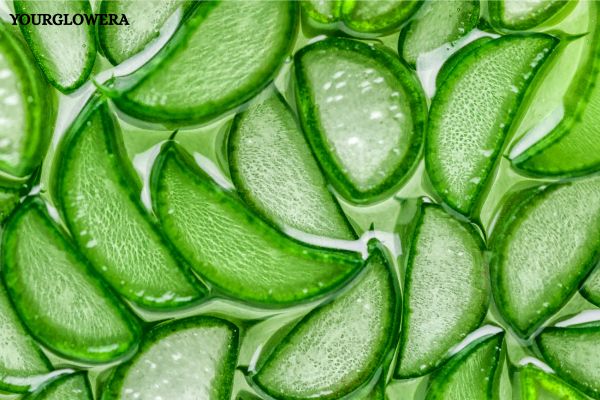 aloe vera moisturizer cream for face